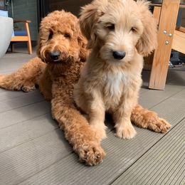 Goldendoodle All Grown Up from Doo a Little Doodle
