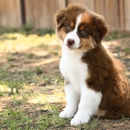 Henry - Red tri-color male Miniature American Shepherd puppy in Snyder, Texas from RLA Miniature American Shepherds