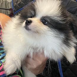 Domino - Black parti male Pomeranian puppy in Avon Park, Florida from Mariska's Pomeranians