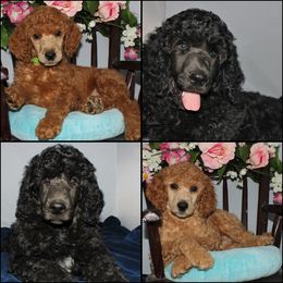 Poodle Puppies from Outlaw Canines