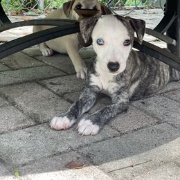 Whippet Puppies from Wise Heart Whippets
