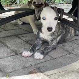 Whippet Puppies from Wise Heart Whippets