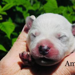 Amos - Blue mottled male Australian Cattle Dog puppy in Redding, California from Macushla Kennel