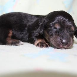 Boy 2 - Black and cream female Dachshund puppy in Craig, Colorado from Rocky Mountain Shih Tzus and Dry Creek Miniature Dachshunds