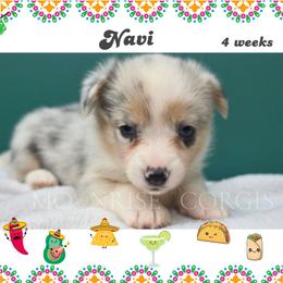 Queso - Blue merle and white female American Corgi puppy in Mansfield, Ohio from Moonrise corgis
