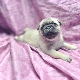 Baby girl - Fawn female Pug puppy in Kodak, Tennessee from My Princess Pugs