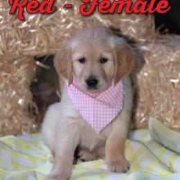 Golden Retriever Puppies from Valley County Goldens