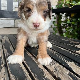 Rocky - Tri-color male Bernedoodle puppy in Holtwood, Pennsylvania from Country Ridge Puppies