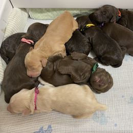 Australian Labradoodle Puppies from Salona Australian Labradoodles