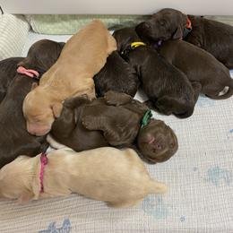 Australian Labradoodle Puppies from Salona Australian Labradoodles