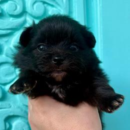 Adam - Black male Pomeranian puppy in Springfield, Missouri from Hope Mountain Pomeranians