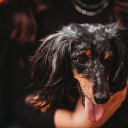Claire - Dachshund