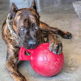Cane Corso from Mikki Giger's Cane Corso Puppies