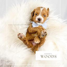 W O O D S - Red  male Goldendoodle puppy in Cedar City, Utah from Cedar Doodles- Home of the Teddybear Goldendoodle
