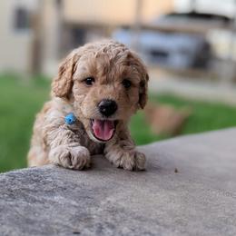 Double Doodle and Goldendoodle Puppies from Big Red Paw Doodles