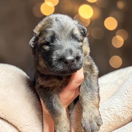 Hawkeye - Sable male German Shepherd puppy in Oakland, Oregon from VHM German Shepherds