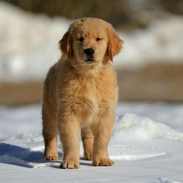 Golden Retriever Puppies from Fields of Gold Retrievers
