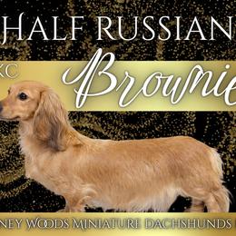 BROWNIE 1/2 𝓡𝓾𝓼𝓼𝓲𝓪𝓷 - Dachshund