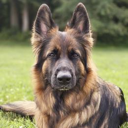 Jovi - German Shepherd
