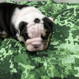 Bulldog Puppies from Bulldog's 4 Brothers