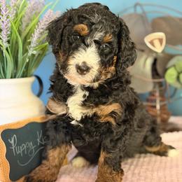 Baxter - Tri-color male Bernedoodle puppy in Denver, Pennsylvania from Redcay's Mini Bernedoodles