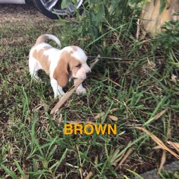 Brown - Lemon and white male Basset Hound puppy in Valley, Alabama from Beverly's Bassets