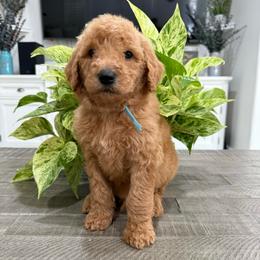 Light Blue - Red  male Goldendoodle puppy in Bakersfield, California from Lavish Doodles