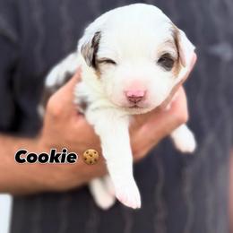 Cookie - Red merle female Miniature American Shepherd puppy in Riverton, Utah from Iron Spirit Homestead & Aussies