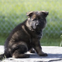 German Shepherd Puppies from 4B Kennels