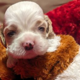 Harry - Red and white Cocker Spaniel puppy in Stillwater, Oklahoma from CZ's K-9s