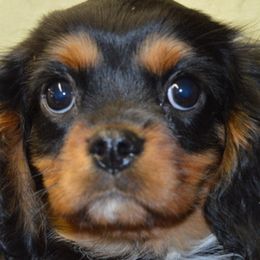 Daniel - Cavalier King Charles Spaniel puppy from Mid Lake Cavaliers