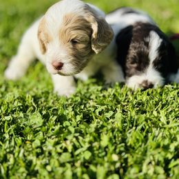 Australian Labradoodle, Cockapoo, and Goldendoodle Puppies from Hope Lane Kennels