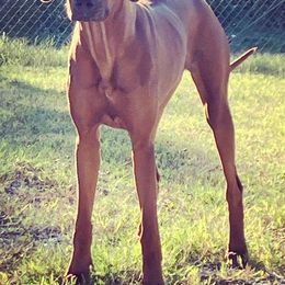 Rhodesian Ridgebacks from Auspicious Acre Rhodesian Ridgebacks