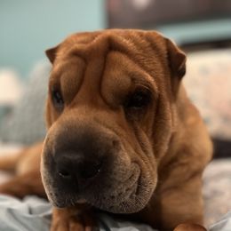 Chinese Shar-Pei from Cassandra's Chinese Shar-Pei