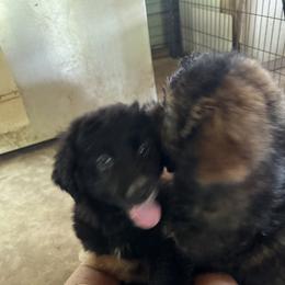 Australian Shepherd and Cavapoo Puppies from Dubose Kennels