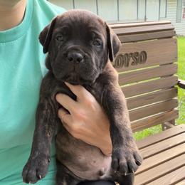 Green - Black brindle male Cane Corso puppy in Opelousas, Louisiana from Azelees Cane Corso