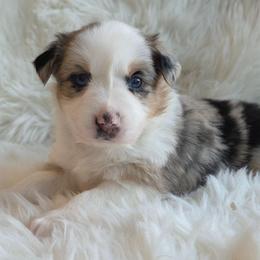 Raven - Blue Merle - Blue merle female Australian Shepherd puppy in Anthony, Florida from Out of the Blue Aussies