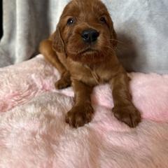 Boy 4 - Mahogany male Irish Setter puppy in Colville, Washington from Daesyn Setters