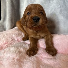 Boy 4 - Mahogany male Irish Setter puppy in Colville, Washington from Daesyn Setters