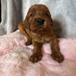 Boy 4 - Mahogany male Irish Setter puppy in Colville, Washington from Daesyn Setters