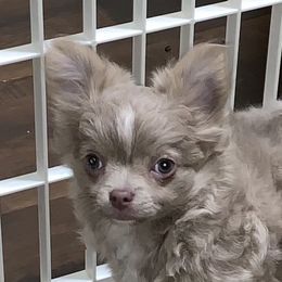 Gray - Chihuahua