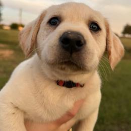 Pink Collar Female - Yellow female Labrador Retriever puppy in Salado, Texas from Wild Games Labradors