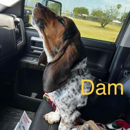 Lucille - Basset Hound