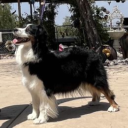 Mimi - Australian Shepherd