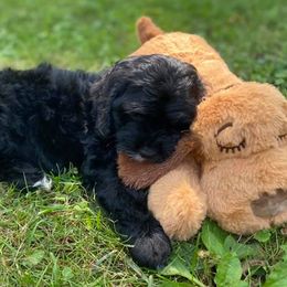 Australian Labradoodles, Bernedoodles, and Cockapoos from Dream Doodles and Cockapoos