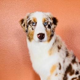 Carolyne - Australian Shepherd