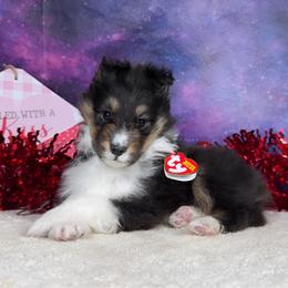 Muffin - Black white and tan female Shetland Sheepdog puppy in Elk, Washington from Asgard Shetland Sheepdogs