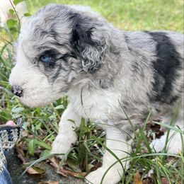 Barkley - Merle male Sheepadoodle puppy in Charleston & Kershaw, South Carolina from Atlas Harrold-Moore Sheepadoodles, LLC   (AHMS)