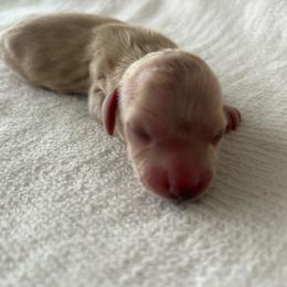Larry - Cream male Dachshund puppy in Sebring, Florida from Mini Weenies