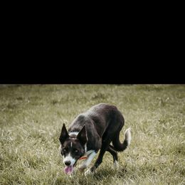 Lex - Border Collie